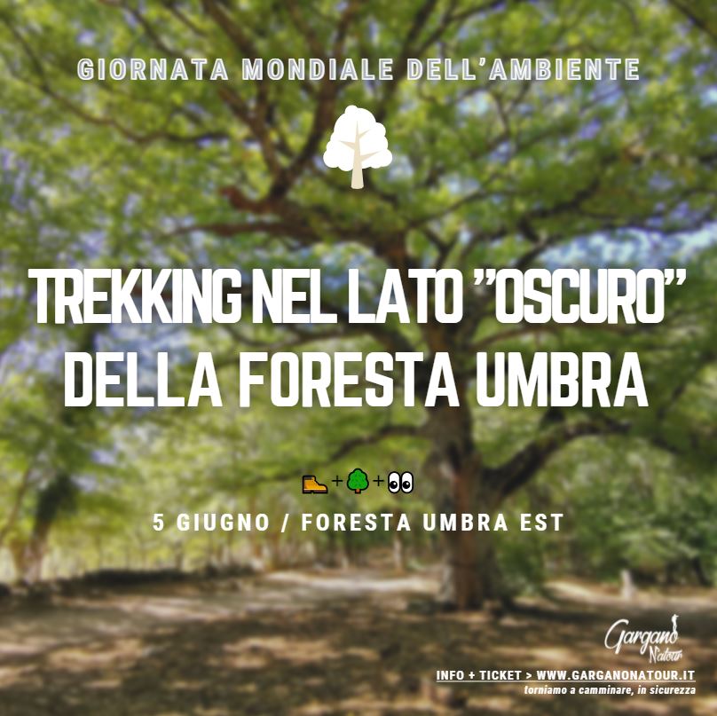 Foresta Umbra, trekking nel ''lato oscuro'' del Patrimonio Unesco