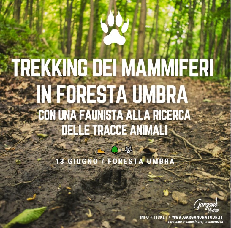 Foresta Umbra, trekking dei mammiferi con un'esperta faunista 